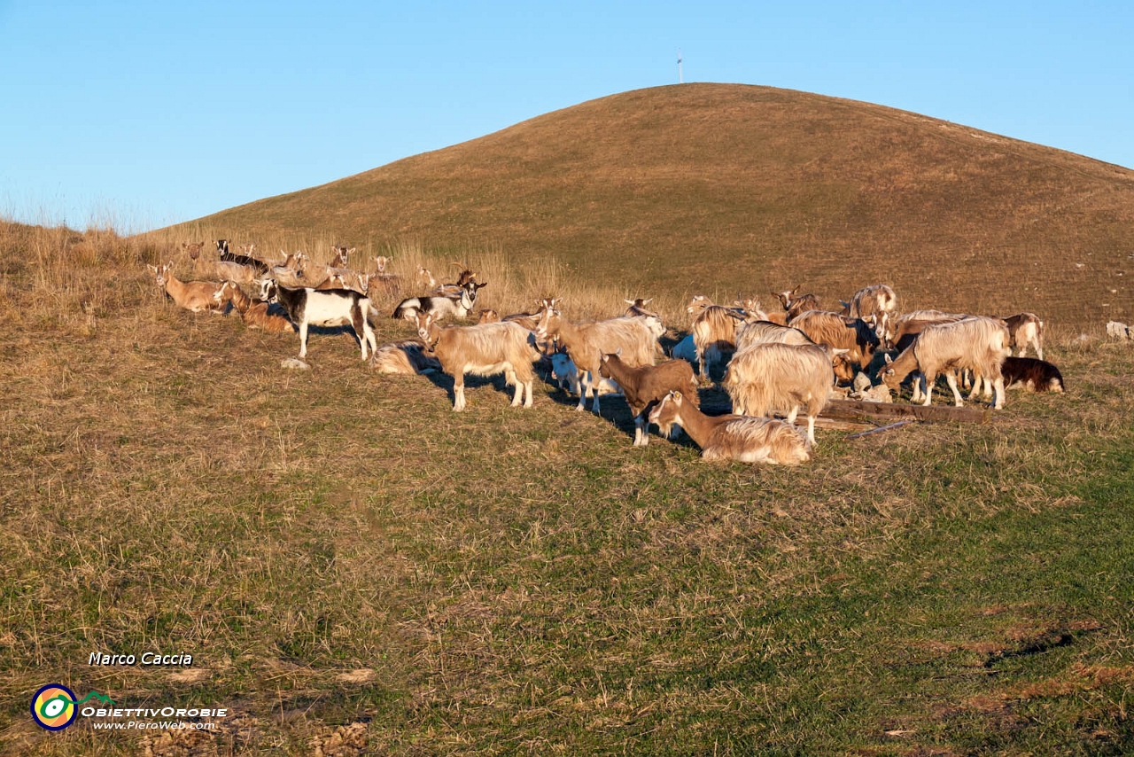 Albanovembrina  dal Linzone-44.JPG